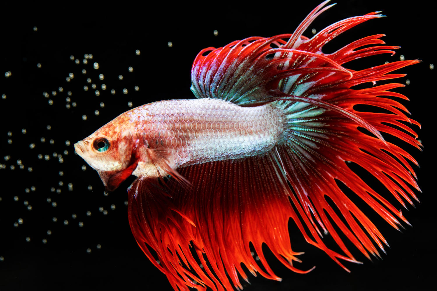 Safe and Effective Tips for Cleaning Your Fish Tank Without Harming Your Fish